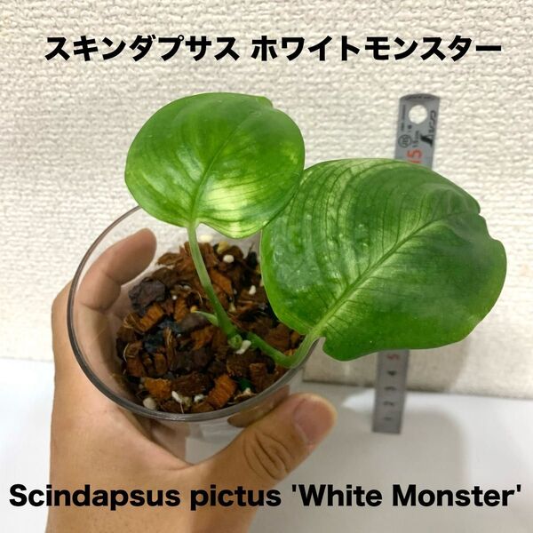 抜き苗 スキンダプサス ホワイトモンスター Scindapsus かなり珍