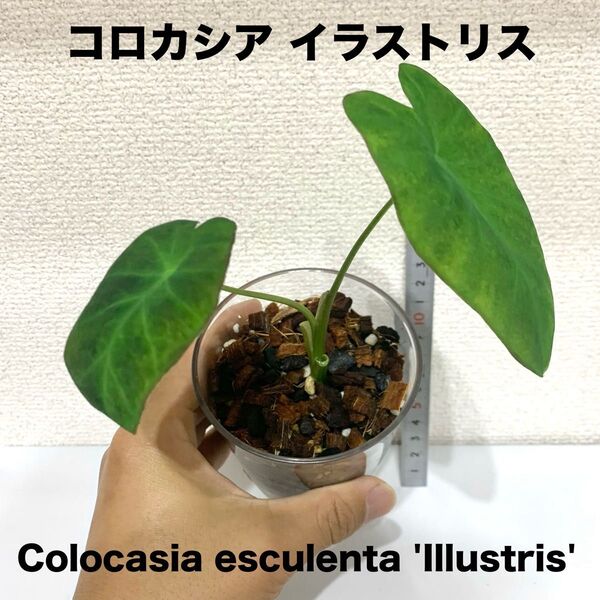 抜き苗 コロカシア イラストリス 小苗 アロイド