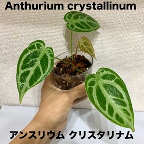 抜き苗 美葉脈 アンスリウム クリスタリナム 葉脈綺麗 美株 小苗