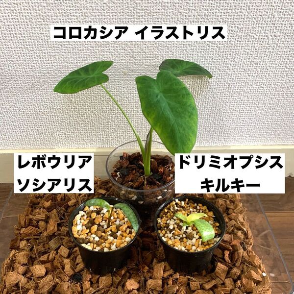 抜き苗 セットコロカシア レボウリアソシアリス ドリミオプシスキルキー