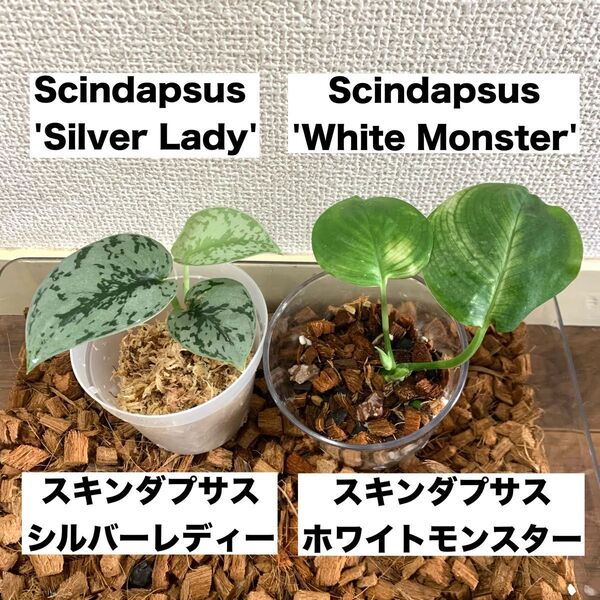 抜き苗 スキンダプサス セット ホワイトモンスター シルバーレディー