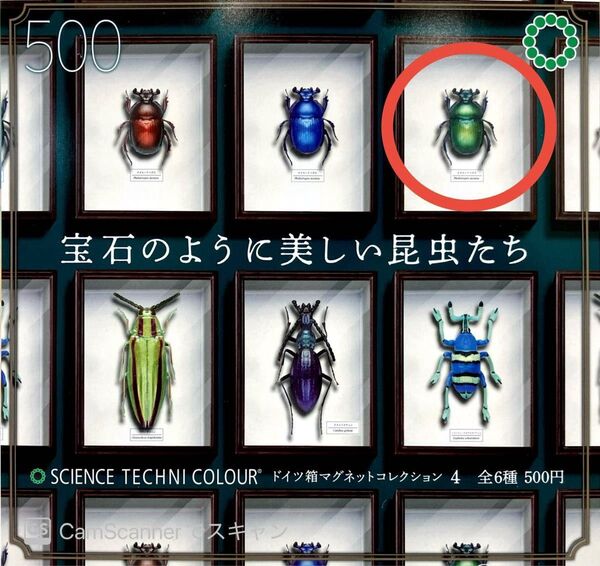 ドイツ箱マグネットコレクション オオセンチコガネ 緑