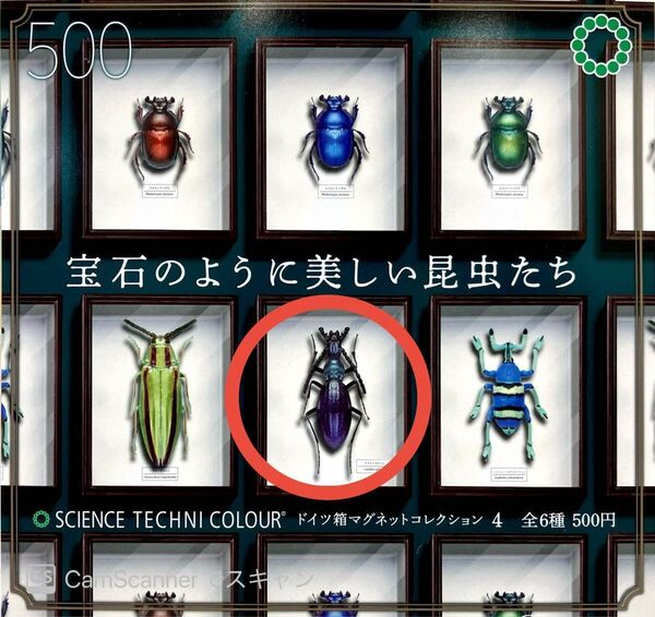 ドイツ箱マグネットコレクション オオルリオサムシ