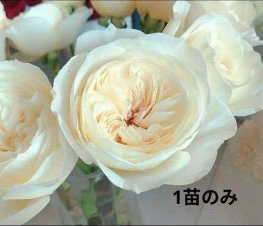 希少バラ苗 1苗のみ DA