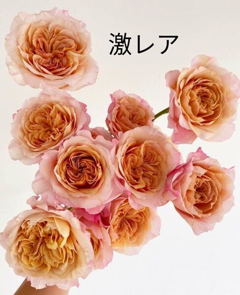 激レアバラ苗 入手困難 海外種 2蕾あり