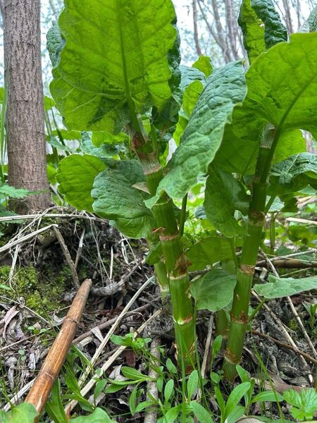 北海道 野草 山菜 イタドリ 採りたて 5/9 11:30収穫約1.3kg 本日15時までの出品です。