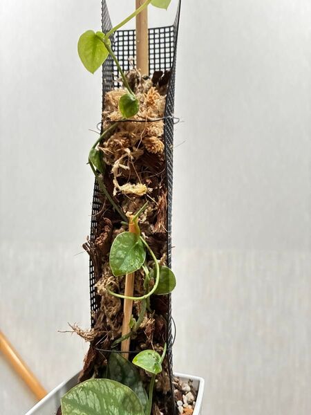 珍しい?Monstera dubia モンステラ ドゥビア 鉢ごと ゆうパック