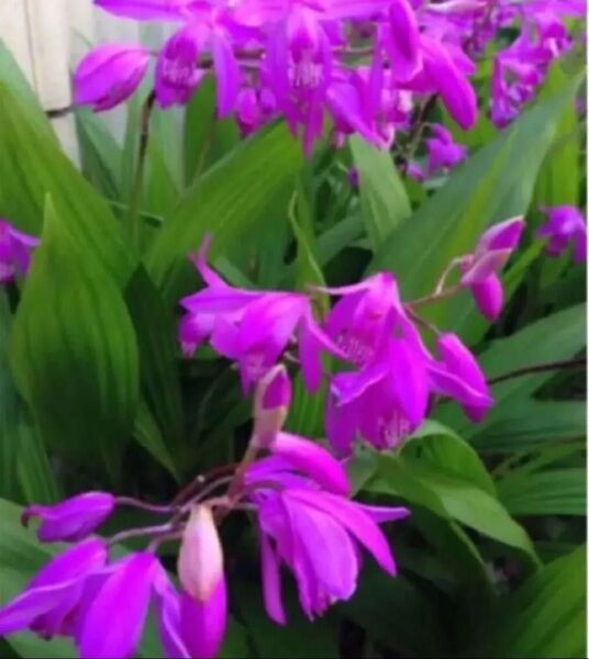 芽出し紫蘭 苗 5本