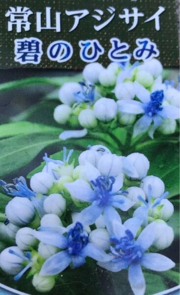 常山アジサイ 《碧のひとみ》紫陽花 あじさい 挿し木苗 蕾付き