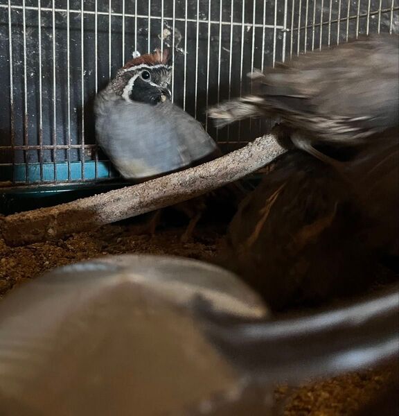 頭赤カンムリウズラの卵 6個