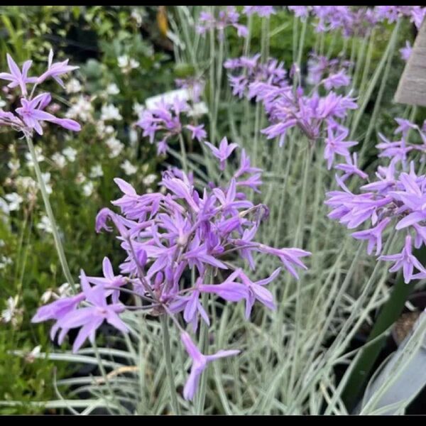 ツルバキア シルバーレース 10芽