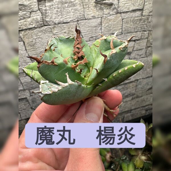 【アガベ】魔丸 楊炎 大株 良株※同格品送付