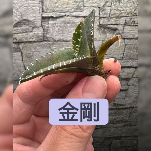 【アガベ】金剛 キングコング ※同等品送付
