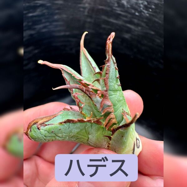 【アガベ】ハデス インフェルノ OC※同等品送付