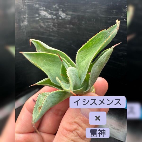 【アガベ】イシスメンス 雷神 ハイブリッド※同等品送付
