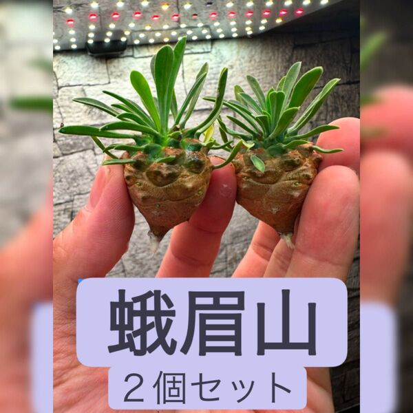 峨眉山 2個セット カキコ まんまる※同等品送付