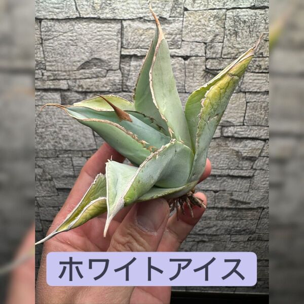 【アガベ】ホワイトアイス 白氷 ※同等品送付