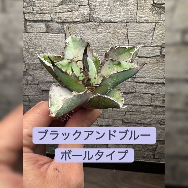 【アガベ】ブラックアンドブルー BB 大株ボールタイプ※同等品送付