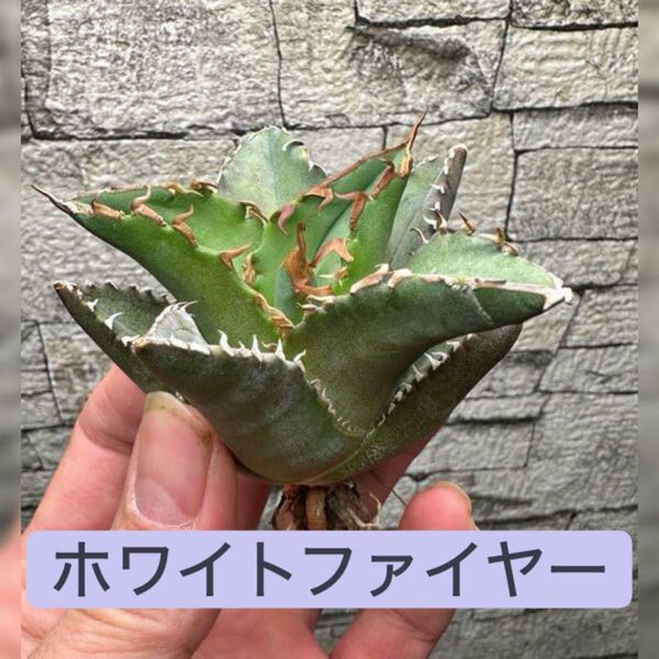 【アガベ】ホワイトファイヤー 白焔 大株ボールタイプ※同等品送付