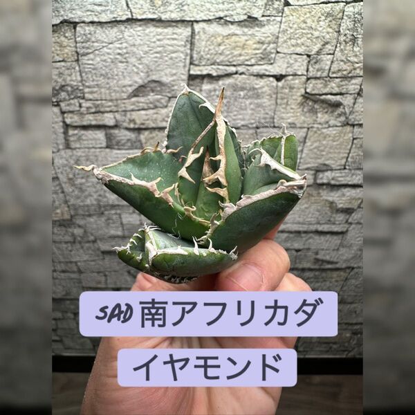 【アガベ】SAD 南アフリカダイヤモンド ※同等品送付