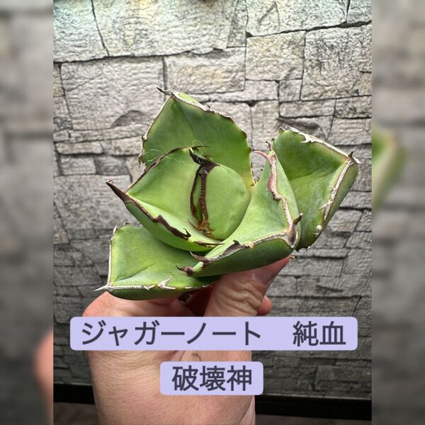 【アガベ】ジャガーノート 純血 ※同等品送付
