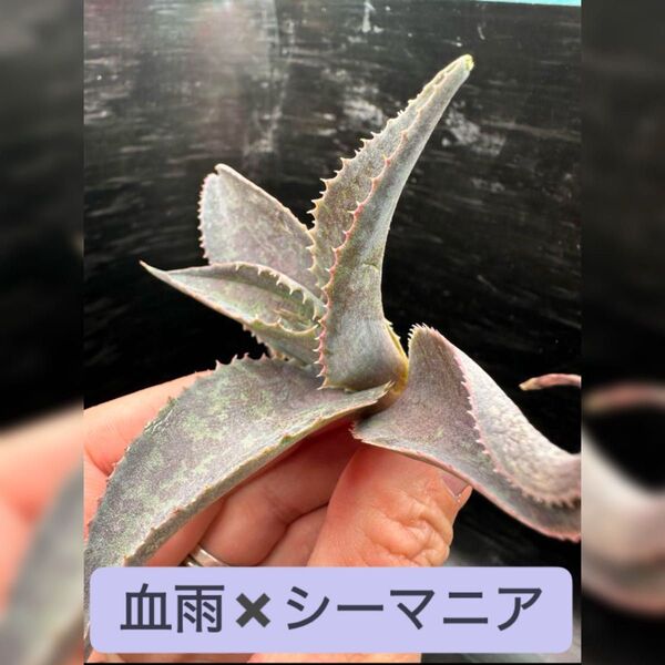 【アガベ】シーアマニア 血雨 ハイブリッド※同等品送付