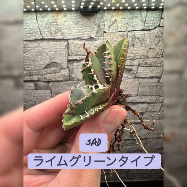 【アガベ】SAD 強刺 ライムグリーンタイプ※同等品送付