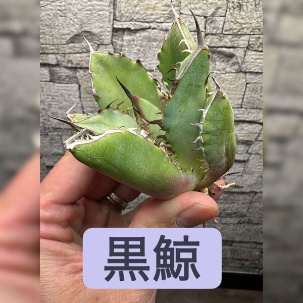 【アガベ】黒鯨 ※同等品送付