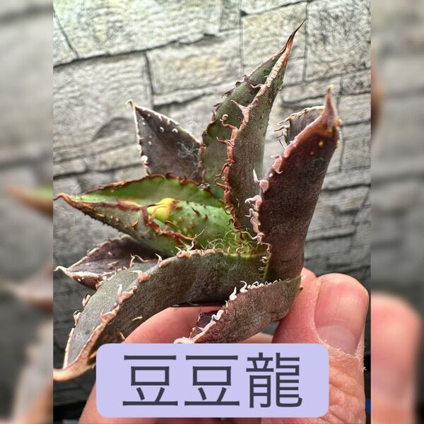 【アガベ】豆豆竜 トトロ ぶつぶつ系※同等品送付