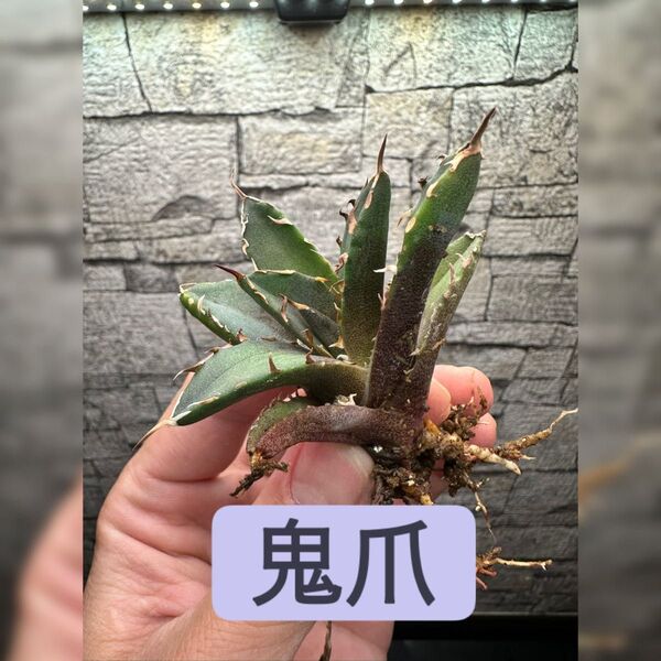 【アガベ】鬼爪 ※同等品送付