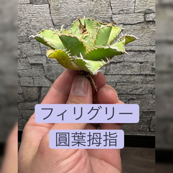 【アガベ】フィリグリー ※同等品送付