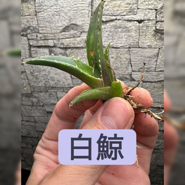 【アガベ】白鯨 ※同等品送付