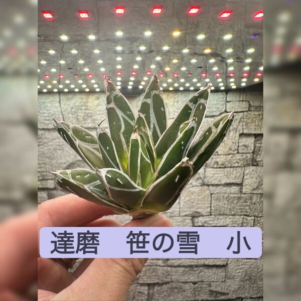 【アガベ】達磨 笹の雪 ※同等品送付