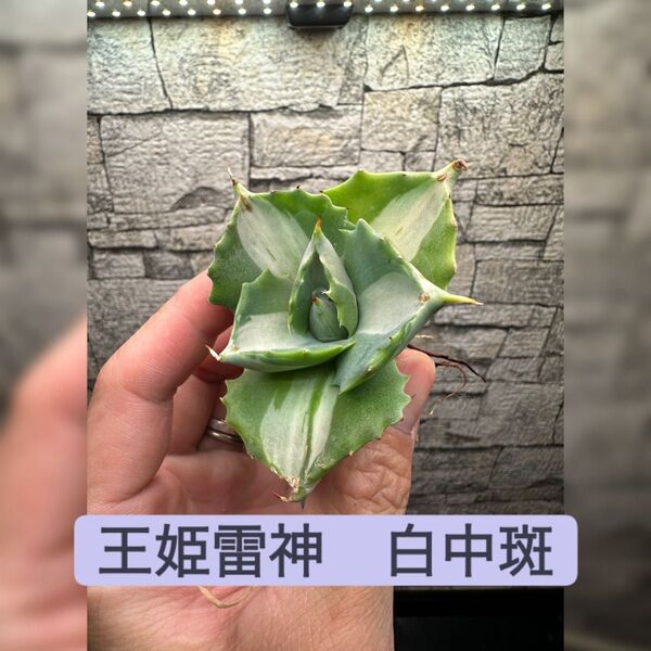 【アガベ】王姫雷神 中サイズ ※同等品以上送付