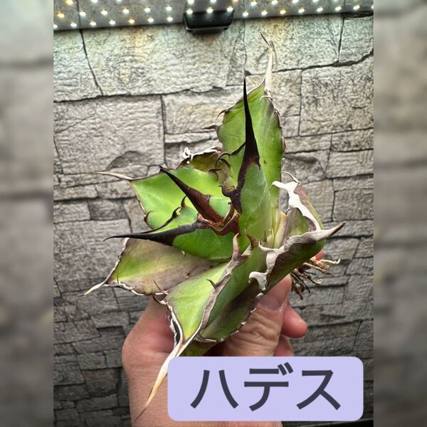 【アガベ】ハデス インフェルノ ※同等品送付