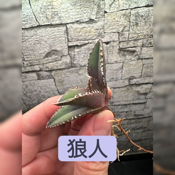 【アガベ】狼人 ※同等品送付