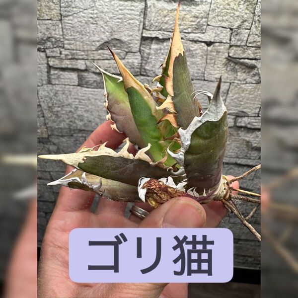 【アガベ】ゴリ猫 大株 赤猫 レッドキャット ※同等品送付 セール品残数13