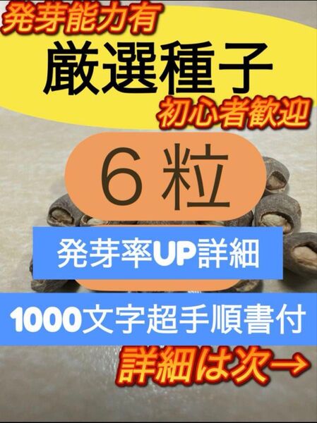 【セール品残10】オペルクリカリア パキプス処理済種子 6粒 2025年4月入荷