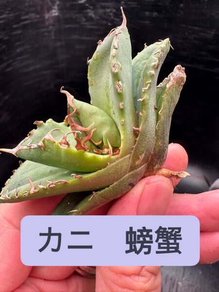 【アガベ】カニ 蟹 ※同格品送付