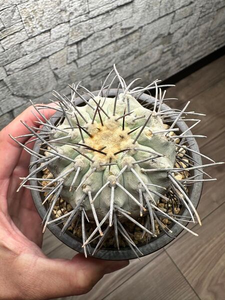 コピアポア コルムナアルバ 孤竜丸 現地球 陶器鉢セット 発根済み