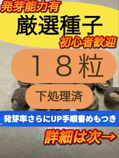【セール品残10】オペルクリカリア パキプス処理済種子 18粒 2025年4月入荷