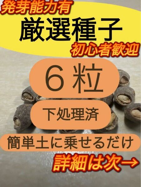 【セール品残4】オペルクリカリア パキプス処理済種子 6粒 2025年4月入荷
