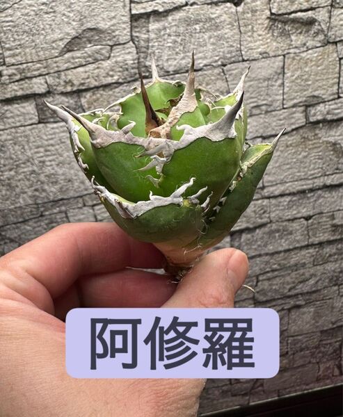 阿修羅 ボールタイプ ※同格品送付