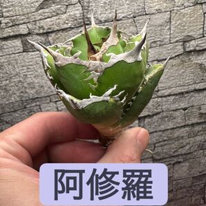 阿修羅 ボールタイプ ※同格品送付
