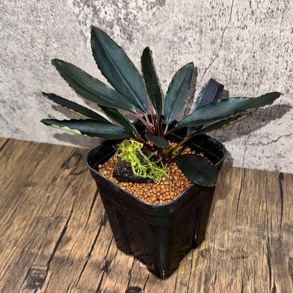 Bucephalandra sp. Deep Purple from Kapuas【AZ1011-XX】