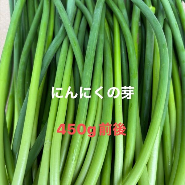 にんにくの芽 くきのみ 栽培期間中農薬除草剤不使用