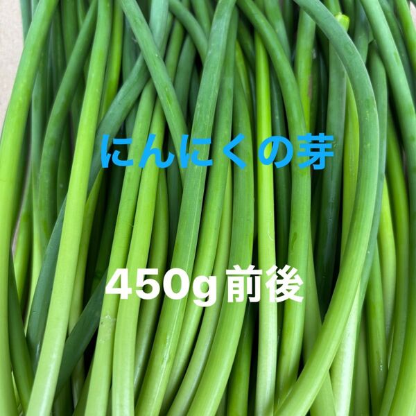 にんにくの芽 くきのみ 栽培期間中農薬除草剤不使用