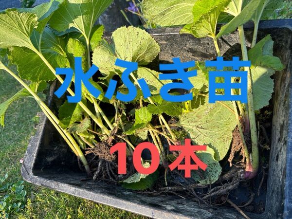 水ふき苗 天然自生 もちろん無農薬 除草剤不使用