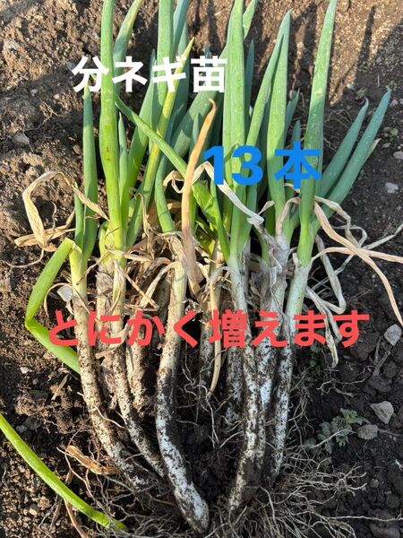 分けつネギ苗 農薬不使用 除草剤不使用 とにかく増えます 簡単に栽培できます。