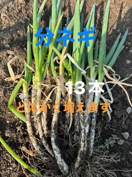 分けつネギ苗 農薬不使用 除草剤不使用 とにかく増えます 簡単に栽培できます。